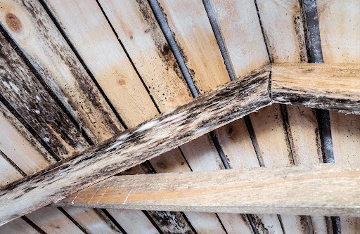 rotten wood | wood rot treatment